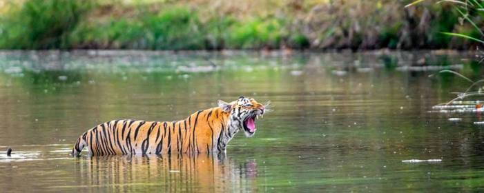 Pench National Park,Pench